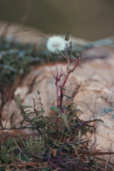 Dandelion and Foliage on Rock