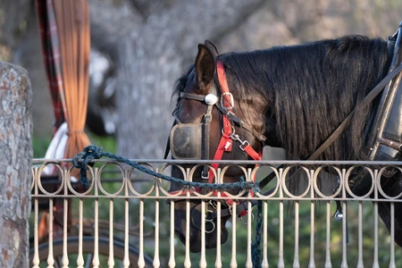 Horse Drawn Carriage