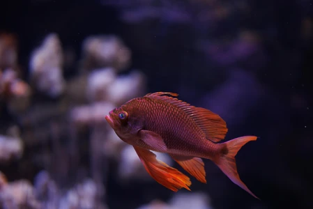 Orange Fish in Aquarium
