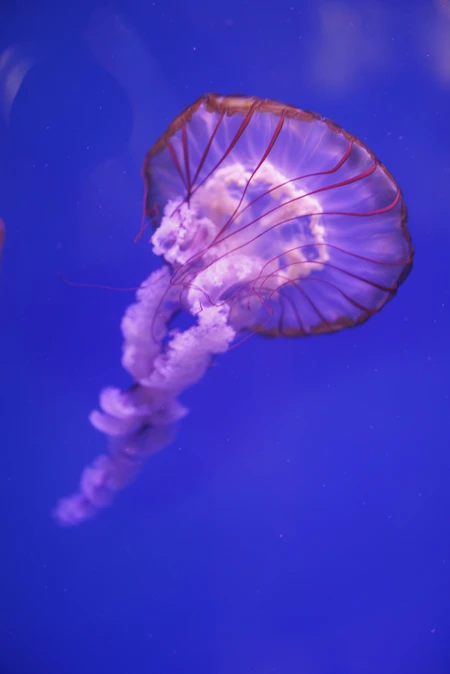 Graceful Jellyfish