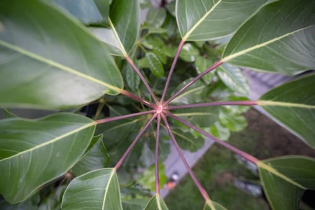 Radiating Plant Leaves