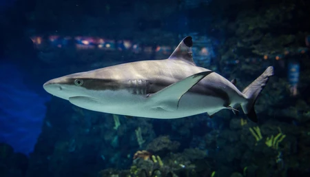 Shark in Ocean