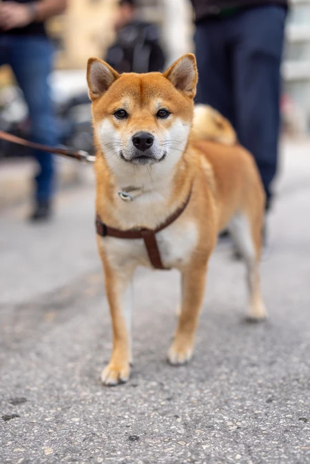 Shiba Inu on the Street