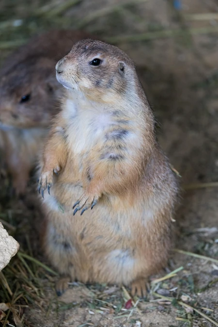 Curious Prairie Dog