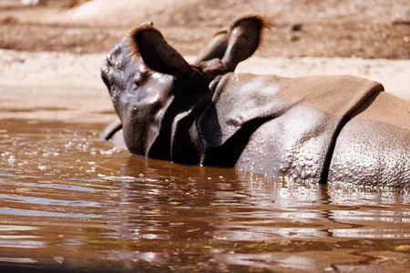 Rhinoceros in Water