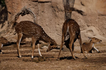 Grazing Deer in Natural Habitat