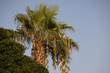 Palm Tree Against the Sky