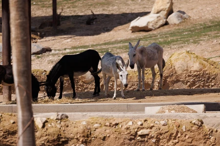 Grazing Donkeys in Natural Habitat