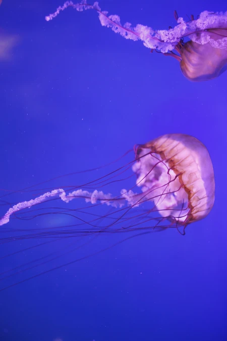 Graceful Jellyfish