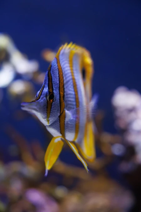 Vibrant Striped Fish Underwater