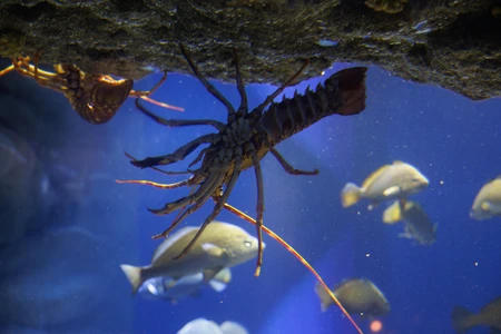 Underwater Scene with Lobster