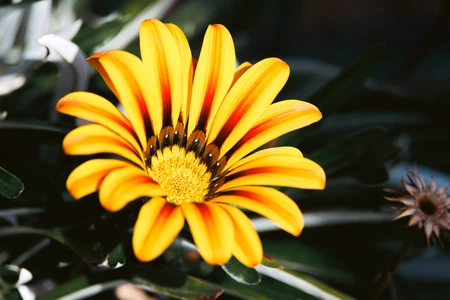 Vibrant Gazania Flower