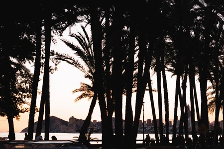Sunset through Palm Trees