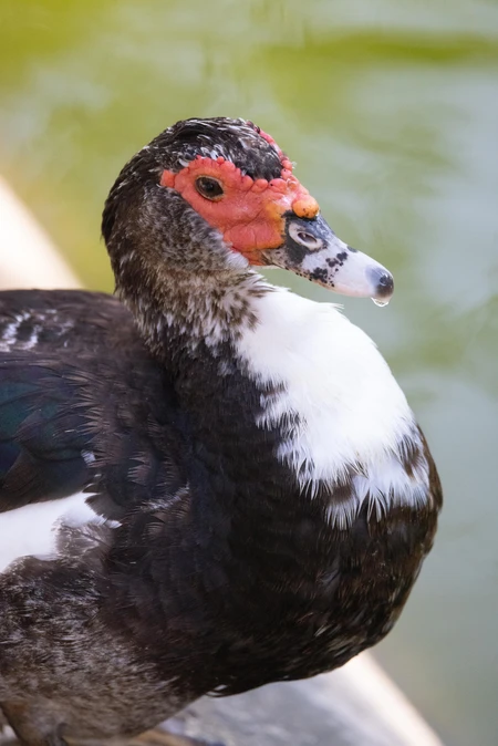 Portrait of a Muscovy Duck