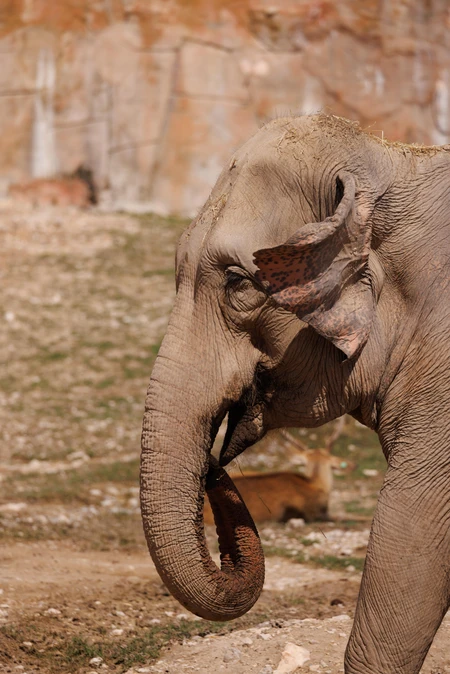 Elephant in Natural Habitat