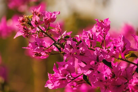 Vibrant Pink Bougainvillea Blossoms