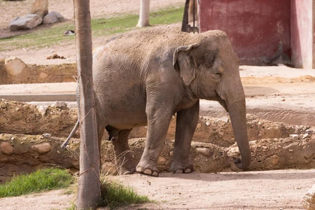 Elephant in Enclosure