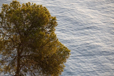 Coastal Tree Overlooking the Sea