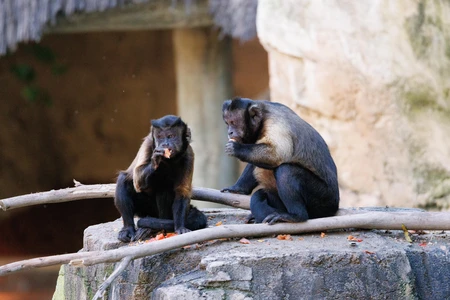 Monkeys Eating on a Stone Platform