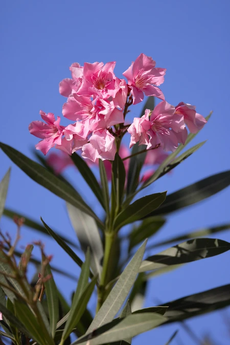 Blooming Pink Oleander