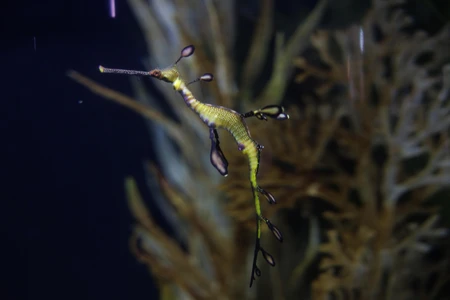 Underwater Creature