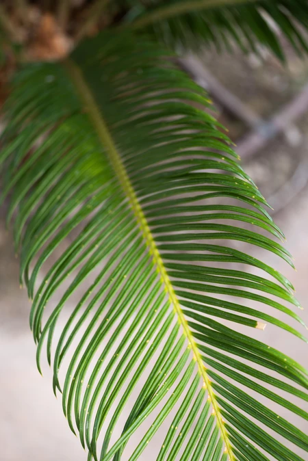 Close-Up Palm Leaf