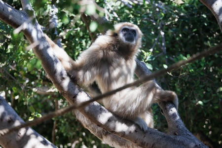 Gibbon in its Natural Habitat