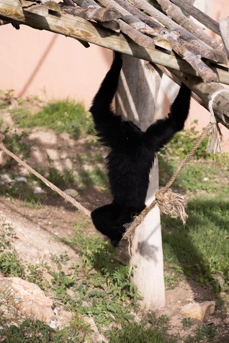 Playful Primate Swinging