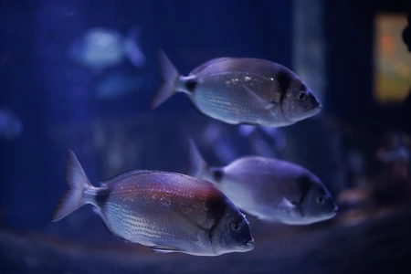 Tranquil Aquarium Scene