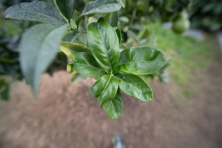 Green Foliage Close-up