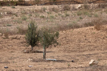 Desolate Landscape with Young Trees