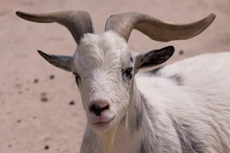 Portrait of a Goat