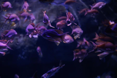 Aquarium Fish in Motion