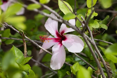 Hibiscus Blossom in Nature