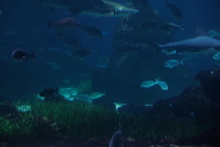 Underwater Scene with Marine Life