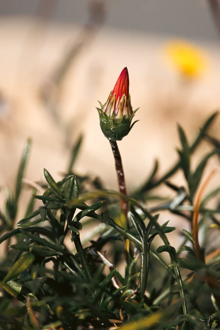 Bud in Focus