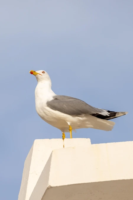 Seagull on a Perch