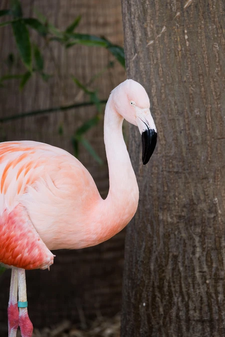 Flamingo in Natural Habitat