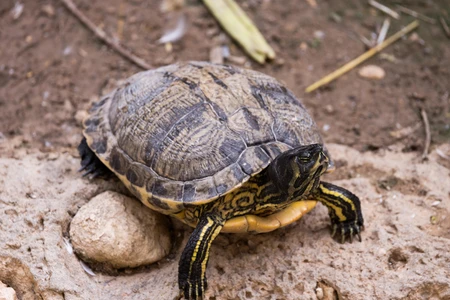 Turtle on Rocky Terrain