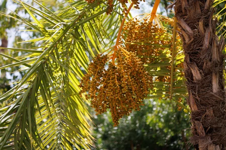 Palm Tree with Dates