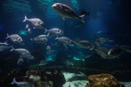Underwater School of Fish