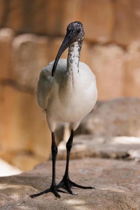 Majestic Bird on Stone