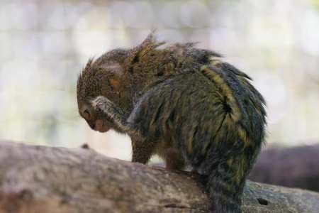 Contemplative Primate