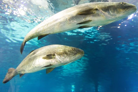 Fish in Aquarium