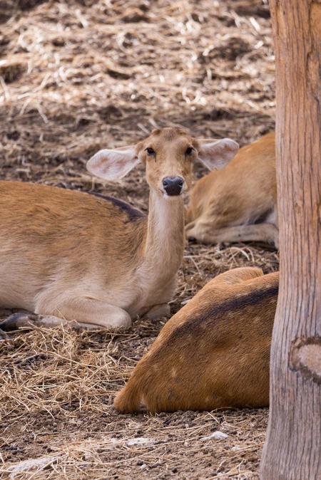 Deer Resting in Nature