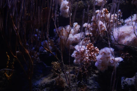 Underwater Coral Landscape