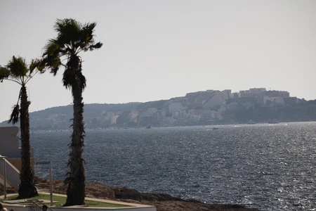 Coastal View with Palm Trees