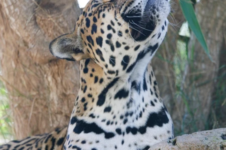 Jaguar in Nature