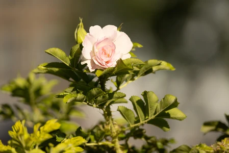 Pink Rose Bloom