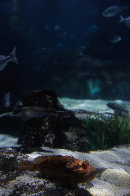 Underwater Marine Life